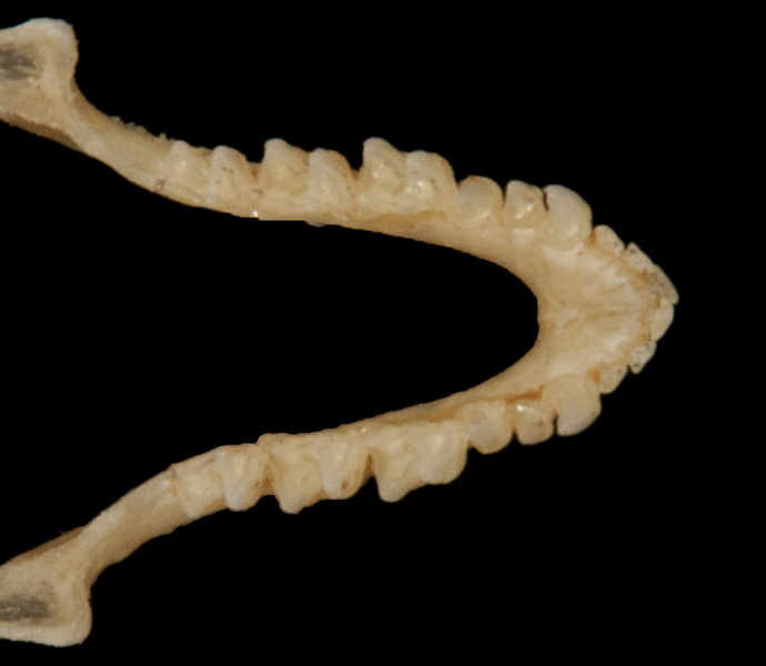 Deuterostomia