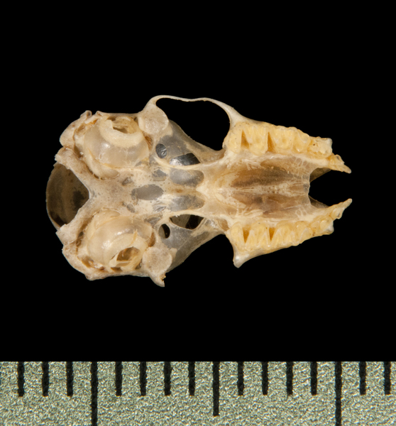 Craniata