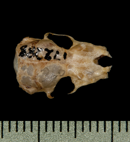 dorsal5902