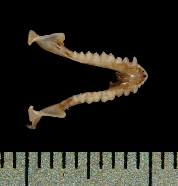 Vertebrata