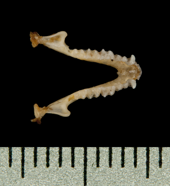 Euteleostomi