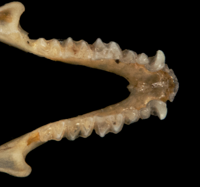 Vertebrata