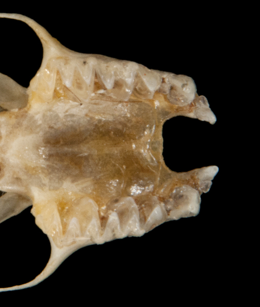 Euteleostomi