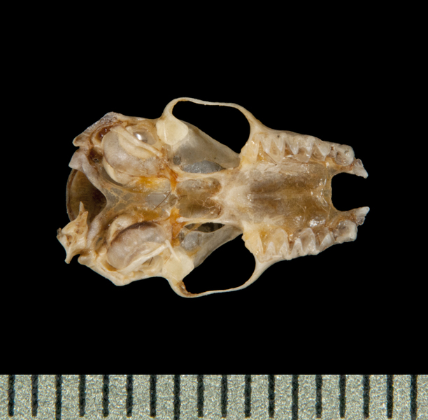 Gnathostomata