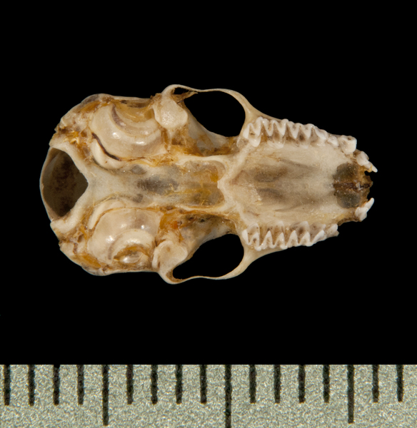 ventral5914