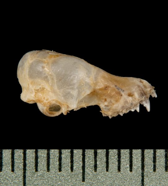 Deuterostomia