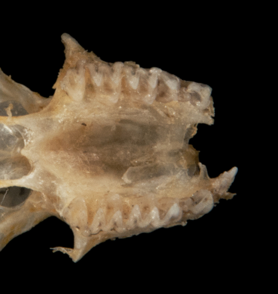 Euteleostomi