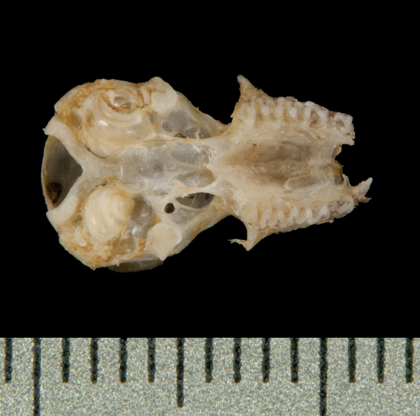 ventral5921