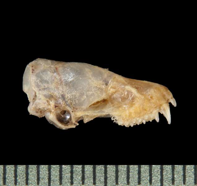 Pipistrellus