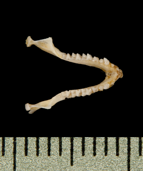 Pipistrellus