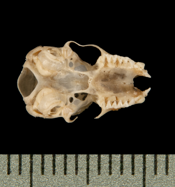 Pipistrellus tenuis