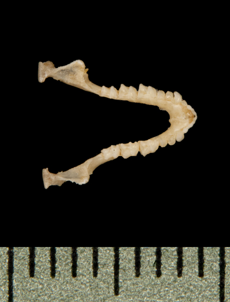 Vertebrata