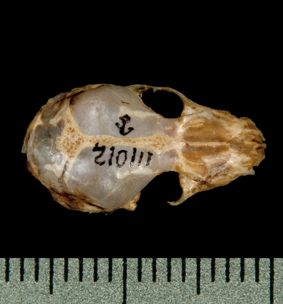 dorsal5957