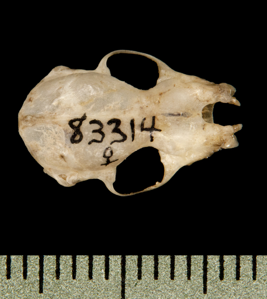 dorsal5974