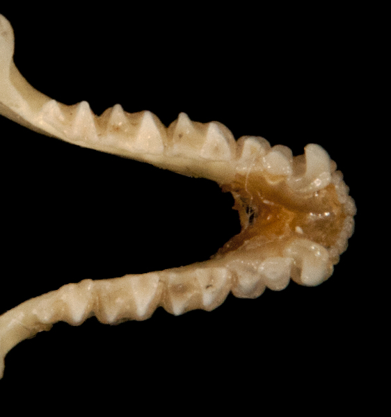 Eumetazoa