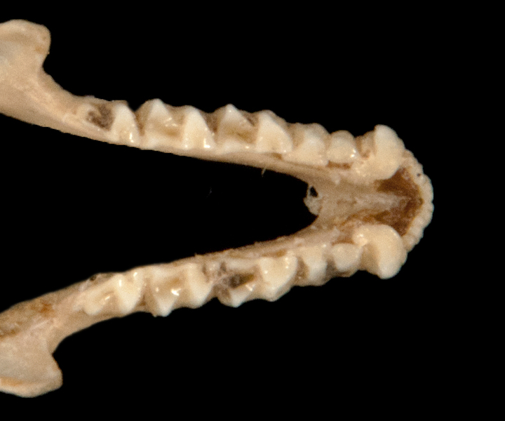 Eumetazoa