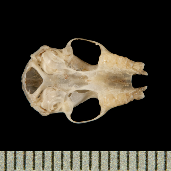 Craniata