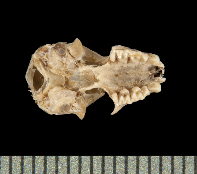 ventral5984