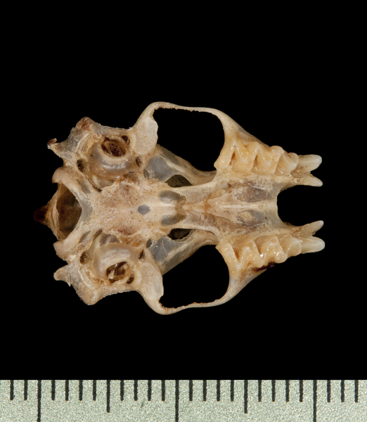 Euteleostomi