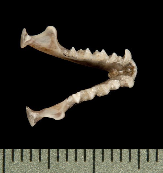 lower_dorsal5996