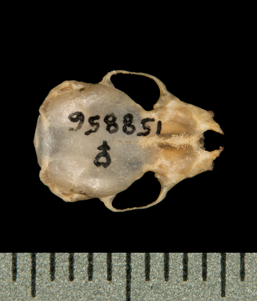 Tylonycteris pachypus