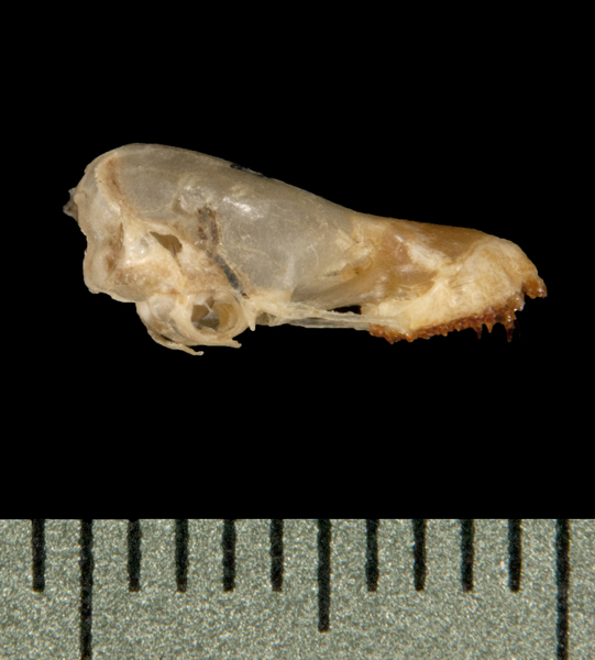 Deuterostomia