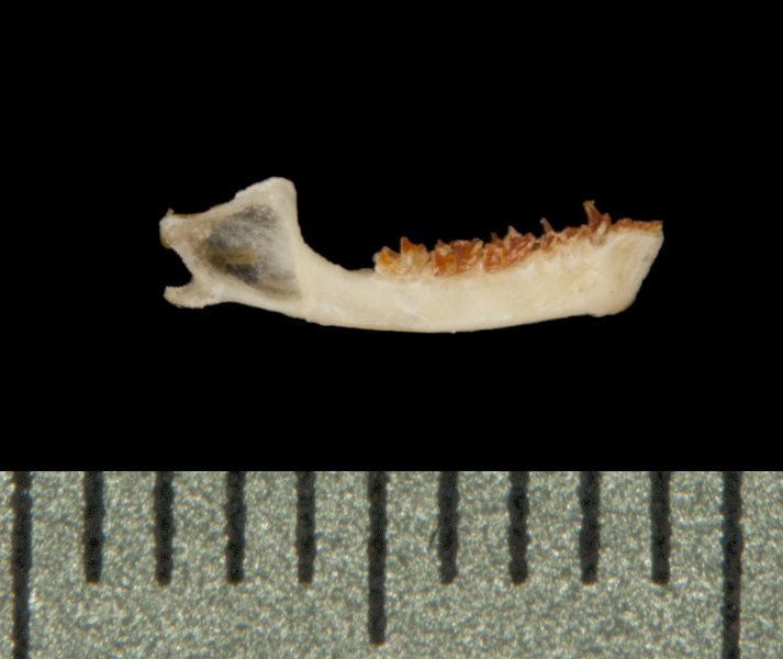 Deuterostomia