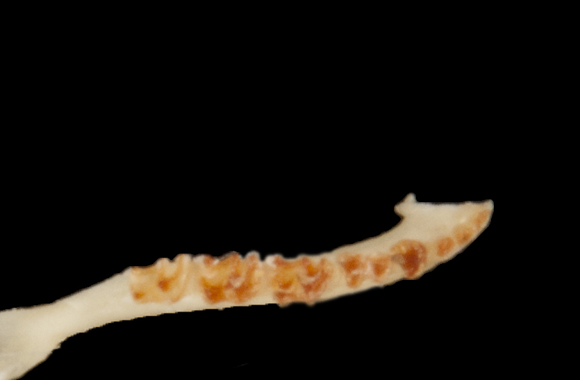 Eumetazoa