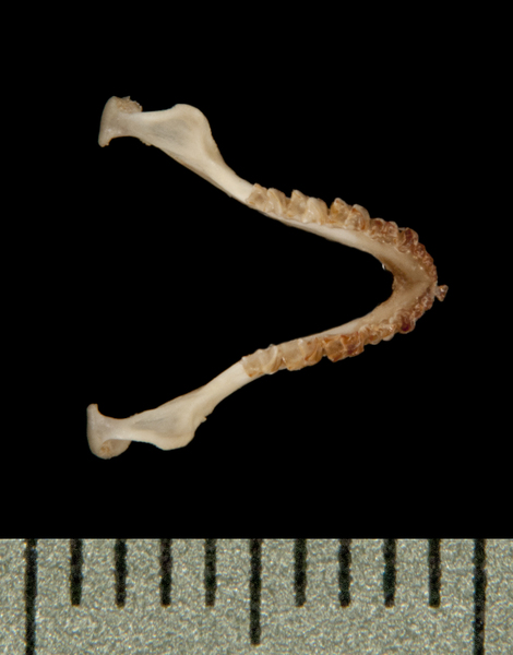 Vertebrata