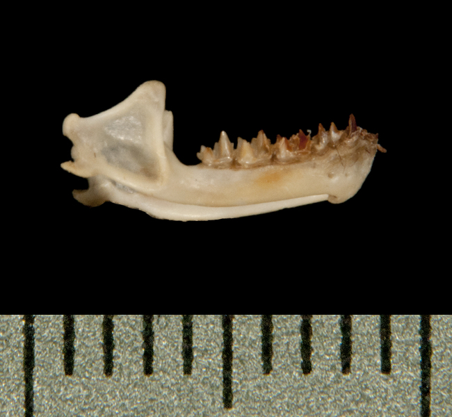 Craniata