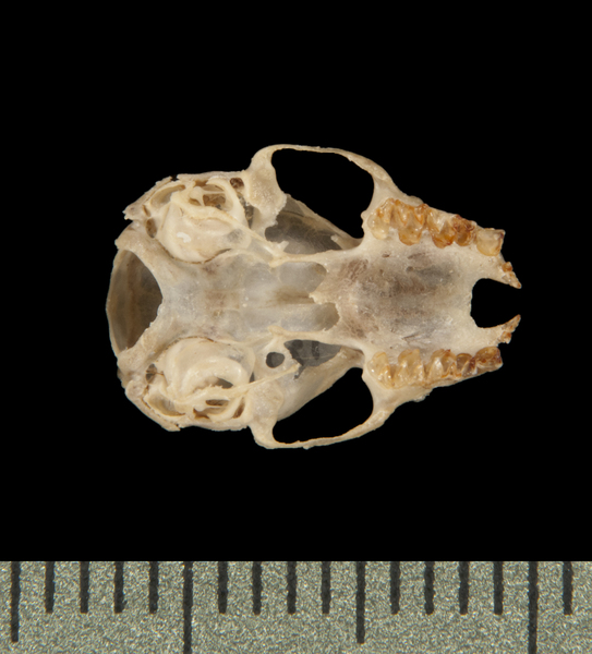 ventral6016