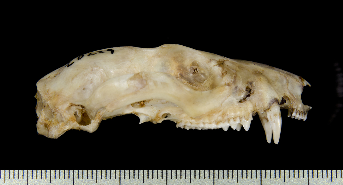 Craniata