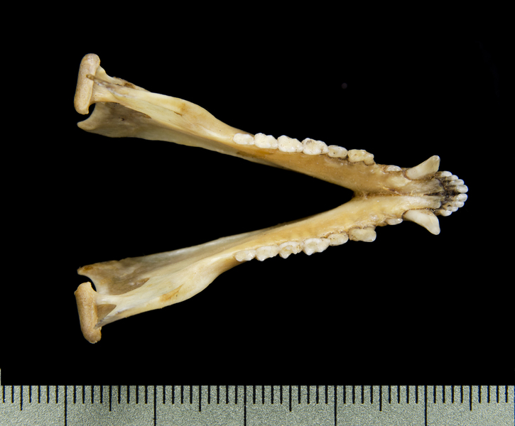 lower_dorsal2600