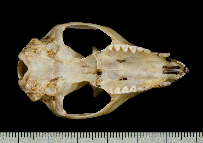 Craniata