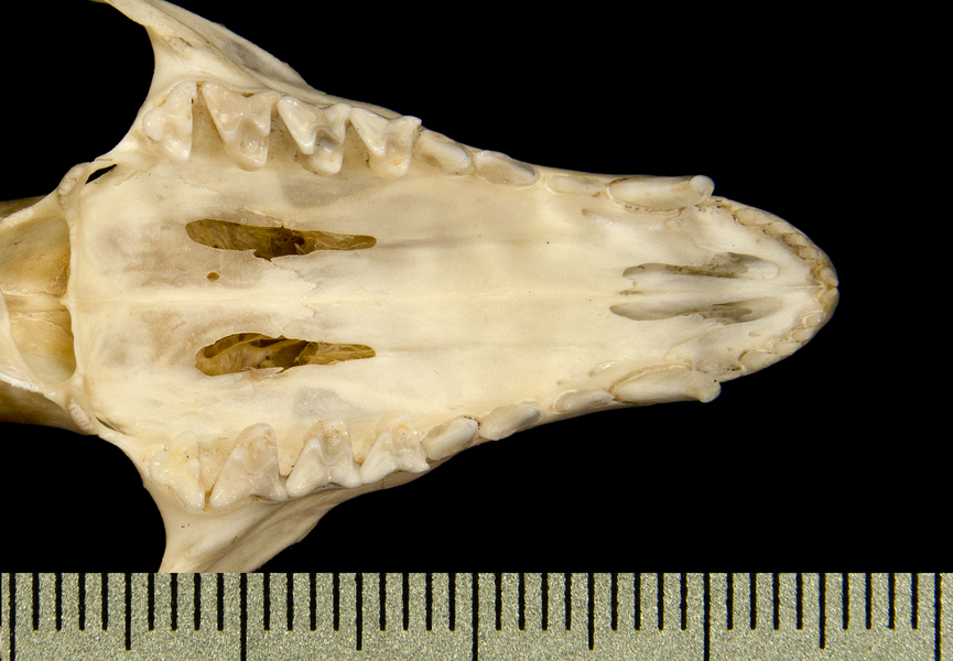 Craniata