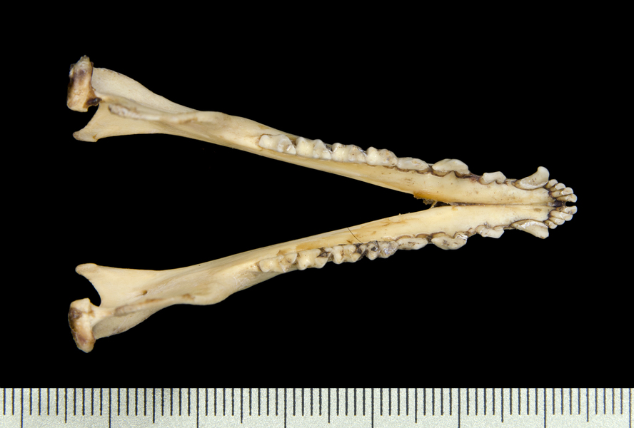 lower_dorsal2626