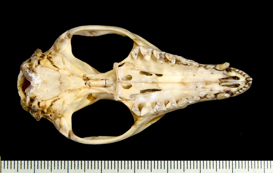 Craniata