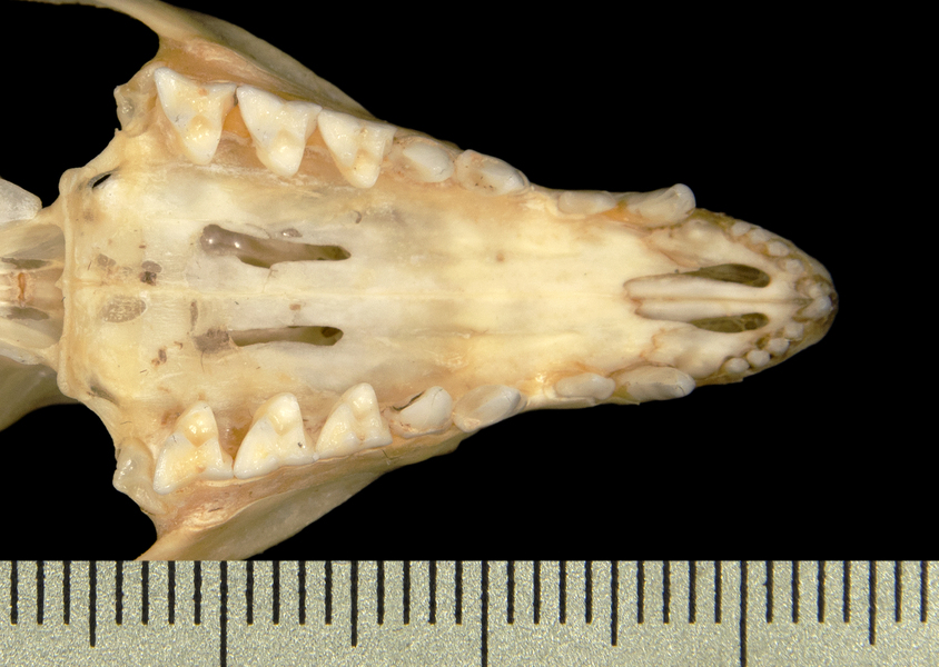 Craniata