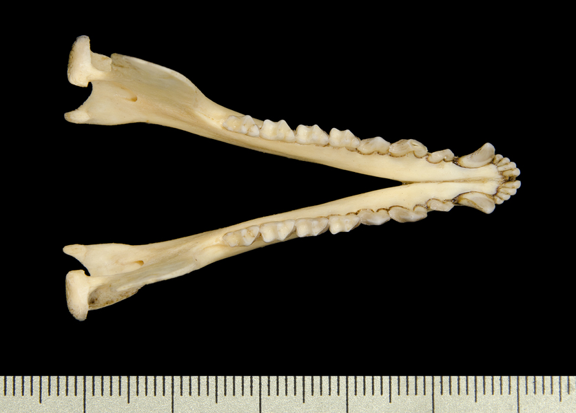 lower_dorsal2631