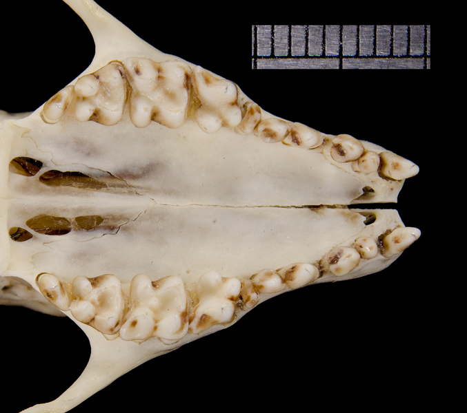 Craniata