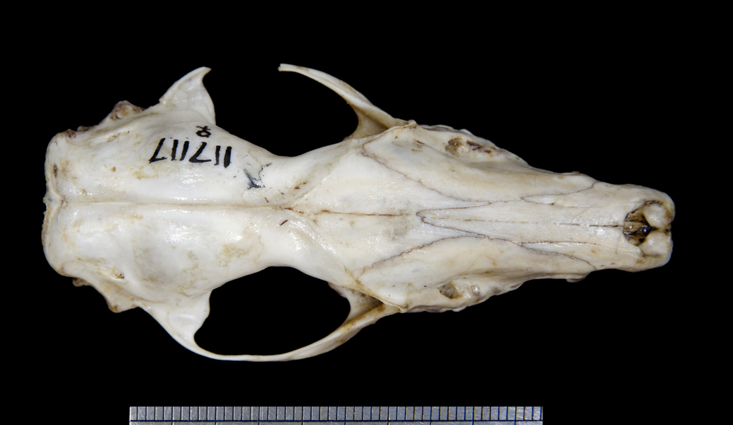 dorsal6168