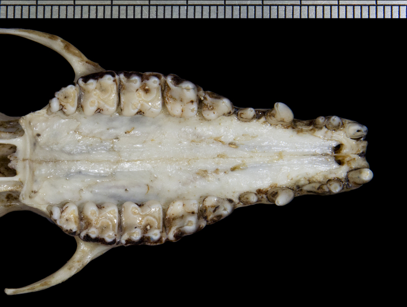 Craniata