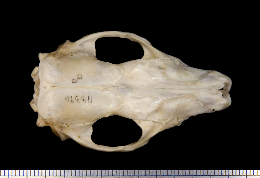 dorsal6280