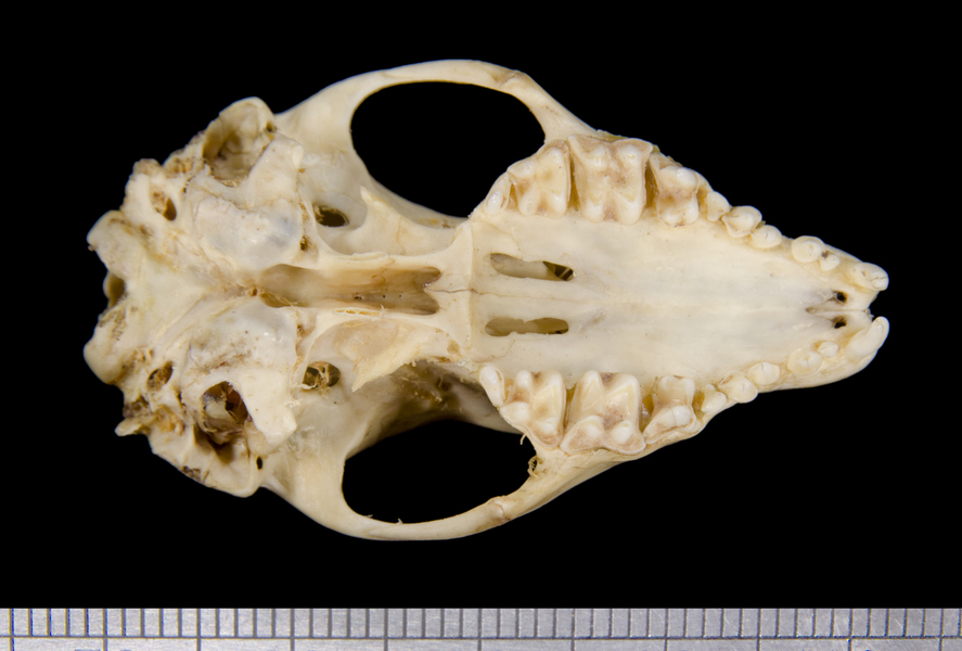 ventral6276