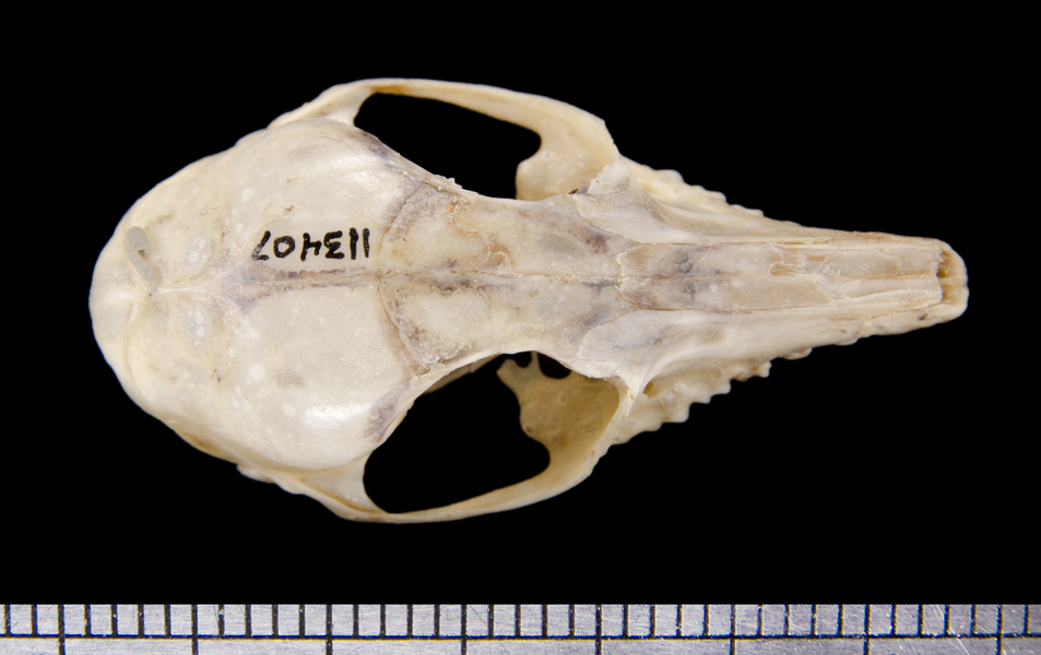 dorsal6304