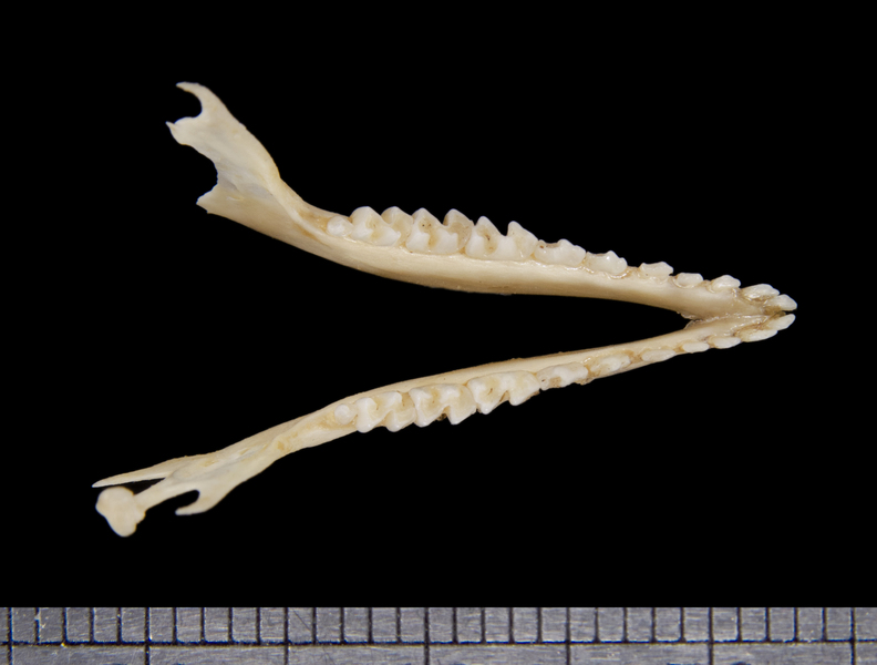 lower_dorsal6308