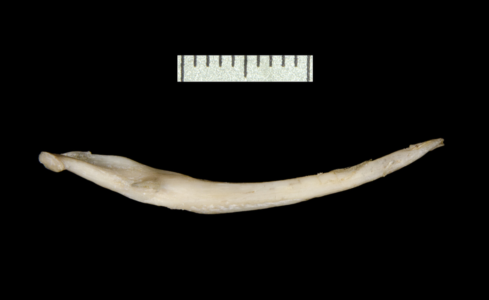 lower_dorsal0316