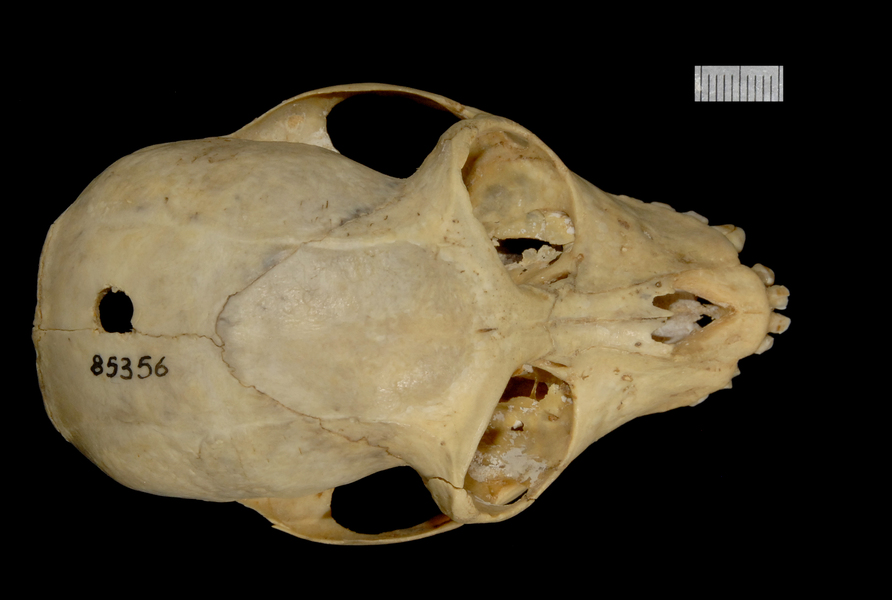 dorsal2512