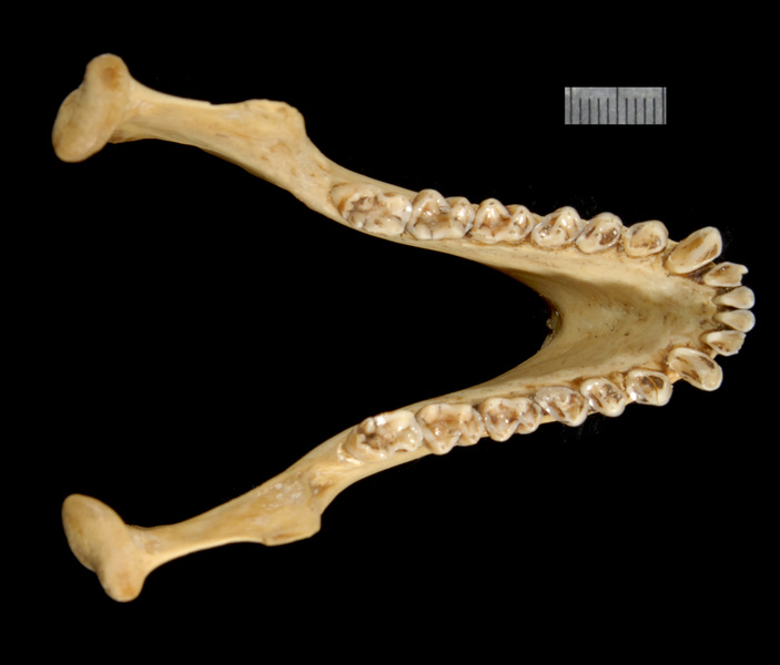 Vertebrata