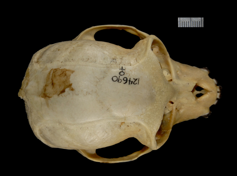 dorsal2474